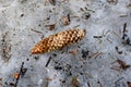 A long brown cone that has fallen on the icy surface from a blue spruce, the Fruit of a protected rare tree lies on a dirty