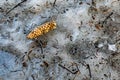 A long brown cone that has fallen on the icy surface from a blue spruce, the Fruit of a protected rare tree lies on a dirty