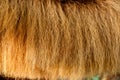 Long brown fur of horse. texture and background Royalty Free Stock Photo