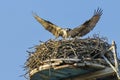 Osprey concentrating on Landing on Nest Royalty Free Stock Photo