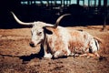 Long buffalo horn in Texas