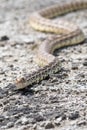 A long bull snake at mammoth springs in a vertical portrait