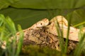 Long bullsnake in high grass Royalty Free Stock Photo