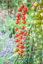 Long bunch of  fresh organic tomatoes hanging on tree in garden Royalty Free Stock Photo