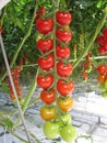 A long bunch with red tomatoes closeup in a greenhouse in holland Royalty Free Stock Photo