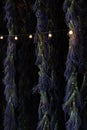 Long Bunches of Purple Lavender Hanging to Dry with String Lights Royalty Free Stock Photo