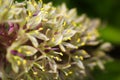 Close-up Dasylirion wheeleri flowers in full bloom