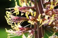 A macro image of the pollen stems of a Dasylirion wheeleri flower