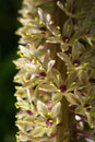 Beautiful macro of the white and purple flowers of a Dasylirion wheeleri cactus