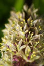 Downwards view of the flowers of a Dasylirion wheeleri cactus