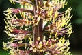 A close-up of the pollen stems of a Dasylirion wheeleri cacti