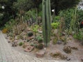 Long Cacti