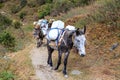 Long caravan of tired laden mules follows the Himalayan path. Nepal, Himalaya Royalty Free Stock Photo