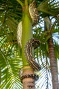 Carpet Python Snake climbing a Tree