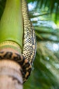 Carpet Python Snake climbing a Tree