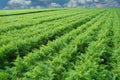 Long carrot field