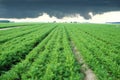 Long carrot field