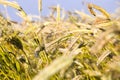 long cereal spikelets Royalty Free Stock Photo