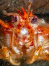 Long-clawed squat lobster, Munida rugosa. Loch Fyne. Diving, Scotland