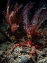 Long Clawed Squat Lobster sits among the feather stars of Loch Fyne, Scotland Royalty Free Stock Photo