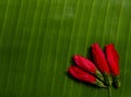 Long closed variety red hibiscus on banana leaf forming a beautiful background Royalty Free Stock Photo