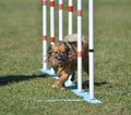 Long Coat Chihuahua at Dog Agility Trial Royalty Free Stock Photo