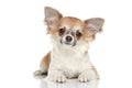 Long coat chihuahua on a white background