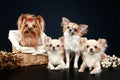 Long coat chihuahua and Yorkshire terrier