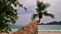 Long coconut palm tree jutting out over tropical beach in Baie Lazare, Mahe island, Seychelles with turquoise colored water. Royalty Free Stock Photo