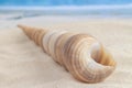 Long cone spiral shape beige and light brown color seashell lying on the sandy beach in centre with sea or ocean waves background Royalty Free Stock Photo