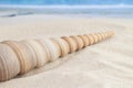 Long cone spiral shape beige and light brown color seashell lying on the sandy beach with sea or ocean waves background for macro Royalty Free Stock Photo