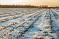 Long converging rows of corn stubble in the snow