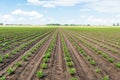 Long converging rows with young Celeriac plants on a wet field Royalty Free Stock Photo