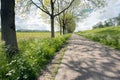 Long country road along a dike and a row of tall trees Royalty Free Stock Photo