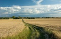 Long country road with green grass through a large field of grain, horizon and blue sky Royalty Free Stock Photo