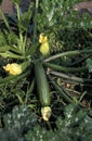 COURGETTE Royalty Free Stock Photo