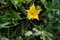 LONG COURGETTE OR ZUCCHINI WITH ITS FLOWER Royalty Free Stock Photo