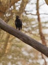 Long-crested Eagle Royalty Free Stock Photo