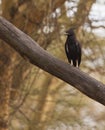 Long-crested Eagle Royalty Free Stock Photo