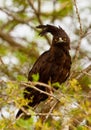 Long-crested Eagle Royalty Free Stock Photo