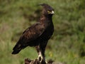 Long Crested Eagle Royalty Free Stock Photo