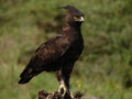 Long Crested Eagle