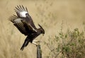 Long-crested eagle landing on a wooden log Royalty Free Stock Photo