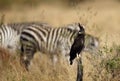 Long-crested eagle and the srtips Royalty Free Stock Photo