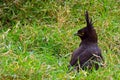 Long-crested eagle, Lake Nakuru National Park, Kenya Royalty Free Stock Photo