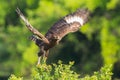 Long-crested Eagle Launching From Acacia