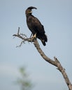 Long-crested Eagle, Lophaetus occipitalis Royalty Free Stock Photo