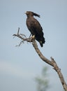 Long-crested Eagle, Lophaetus occipitalis Royalty Free Stock Photo