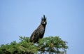 Long Crested Eagle, lophaetus occipitalis, Adult perched on Tree, Masai Mara Park in Kenya Royalty Free Stock Photo