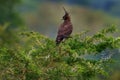 Long-crested eagle, Lophaetus occipitalis, African bird of prey sittting on the green bush shrub in the nature habitat, Queen Royalty Free Stock Photo